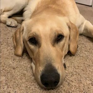 Meet your Posher, Cheryl